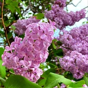 Meet your Posher, Isabelle